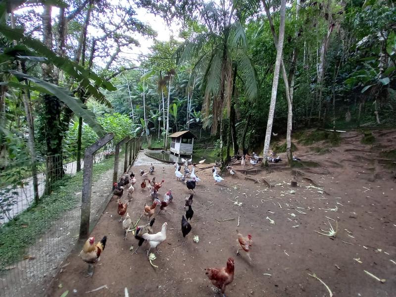 Sítio com 9,78 hectares a  venda em Tres Riachos, Biguaçu.