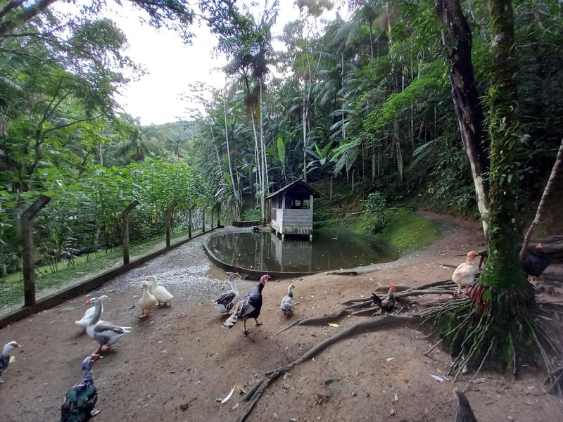 Sítio com 9,78 hectares a  venda em Tres Riachos, Biguaçu.
